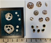 Unusual Shell Type Buttons