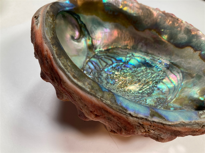 Abalone Shell