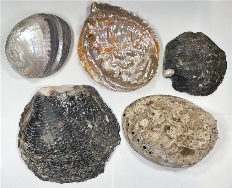 Shells