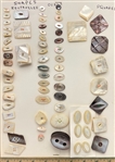 Shell Shapes