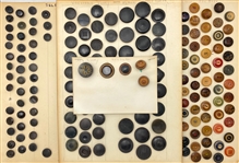 Vegetable Ivory