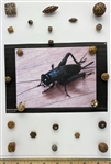Cricket Cages