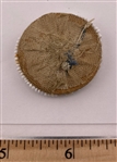 Old Beaded Button