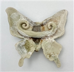 Butterfly Head